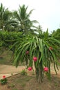 Pitayas, also known as dragon fruits Hylocereus undatus on the plant at a plantation near My Tho, Vietnam. Royalty Free Stock Photo