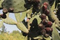 Pitayas and nopales in a bright day Royalty Free Stock Photo