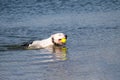 Purebred hunt dog training to swim for thrown ball and bring it from water Royalty Free Stock Photo