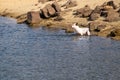 Purebred hunt dog training to swim for thrown ball and bring it from water Royalty Free Stock Photo