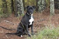 Pitbull Boxer mix breed dog sitting Royalty Free Stock Photo