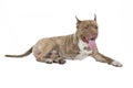 Pitbull disabled Royalty Free Stock Photo