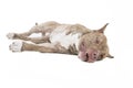 Pitbull disabled Royalty Free Stock Photo