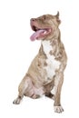 Pitbull disabled Royalty Free Stock Photo