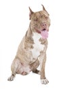 Pitbull disabled Royalty Free Stock Photo