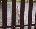 Pitbull Dog Barking behind a Fence Royalty Free Stock Photo