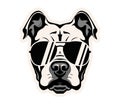 Pitbull dog head. Bulldog. Cool Pit bull Black Sunglases. Dude Royalty Free Stock Photo