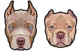 Pitbull dog heads full color vector illustration set Royalty Free Stock Photo