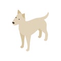 Pitbull dog icon, isometric 3d style