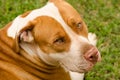 pitbull dog look Royalty Free Stock Photo