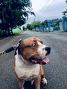 Pitbull dog Royalty Free Stock Photo