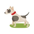 Pitbull dog, purebred pet animal standing on green grass colorful Illustration