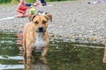 A pitbull dog with a sad look stands in the water of a lake near the beach Royalty Free Stock Photo