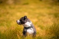 Young American staffordshire dog sitting in the fields Royalty Free Stock Photo