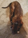 Brown and white pitbull dog laying down Royalty Free Stock Photo