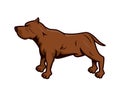 Pitbull Dog with Standing Gesture Illustration