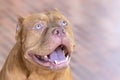 Pitbull Dog Staring at the victim Royalty Free Stock Photo