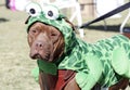 Pitbull dressed as a Frog Royalty Free Stock Photo