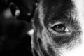 Pitbull Eye Royalty Free Stock Photo