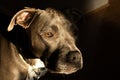 pitbull female has spotted something in a low key close up portrait Royalty Free Stock Photo