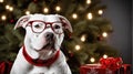 A pitbull with glasses on Christmas eve