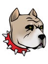 Pitbull head Royalty Free Stock Photo