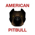 Pitbull Head