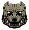Pitbull head with grin Royalty Free Stock Photo