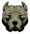 Pitbull head Royalty Free Stock Photo