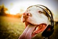 Pitbull with headphone