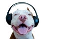 Pitbull with headphone