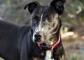 Pitbull mixed breed dog with red collar Royalty Free Stock Photo