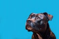 Pitbull mixed race dog headshot over light blue background with copy space