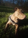 Pitbull in Nature and sun Royalty Free Stock Photo