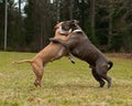 Pitbull play fighting with Olde English Bulldog