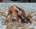 Pitbull play fighting with Olde English Bulldog