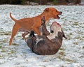 Pitbull play fighting with Olde English Bulldog