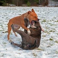 Pitbull play fighting with Olde English Bulldog