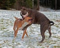 Pitbull play fighting with Olde English Bulldog