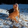 Pitbull play fighting with Olde English Bulldog