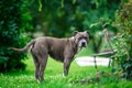 pitbull playing in the garden of a family house