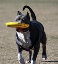 Pitbull playing with his frisbee