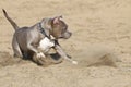 Pitbull playing in the sand