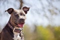 Pitbull Portrait Royalty Free Stock Photo