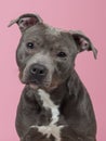 Pitbull portrait Royalty Free Stock Photo