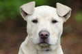 Pitbull puppy dog, pet rescue adoption photography Royalty Free Stock Photo