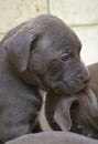 Pitbull Puppy Portrait