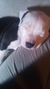Pitbull puppy sleeping
