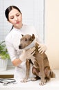 Pitbull puppy at the vet Royalty Free Stock Photo