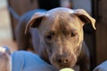 pitbull puppy watching tennis ball and waiting to play close up portrait